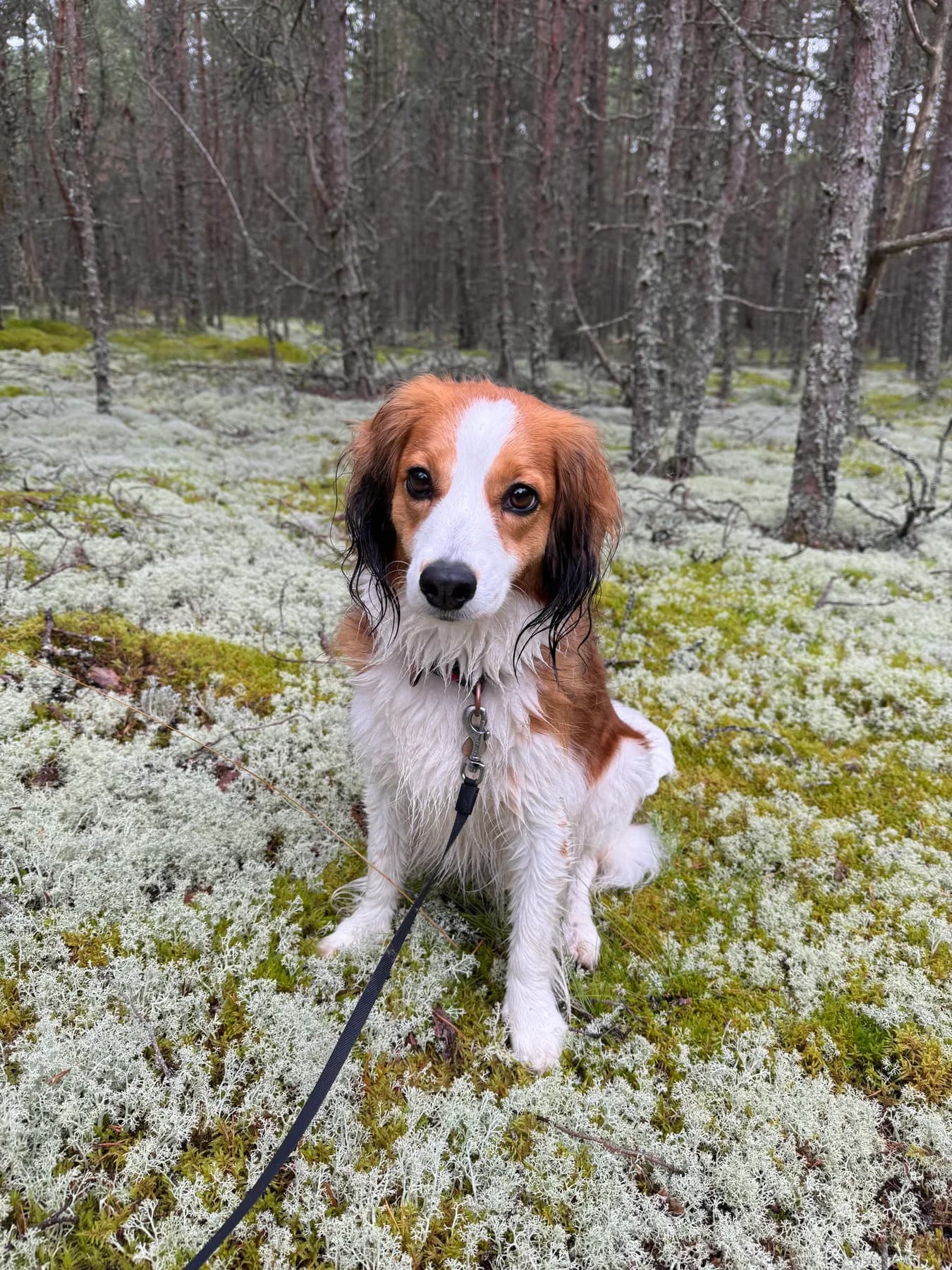 Pipa, kooikerhondje