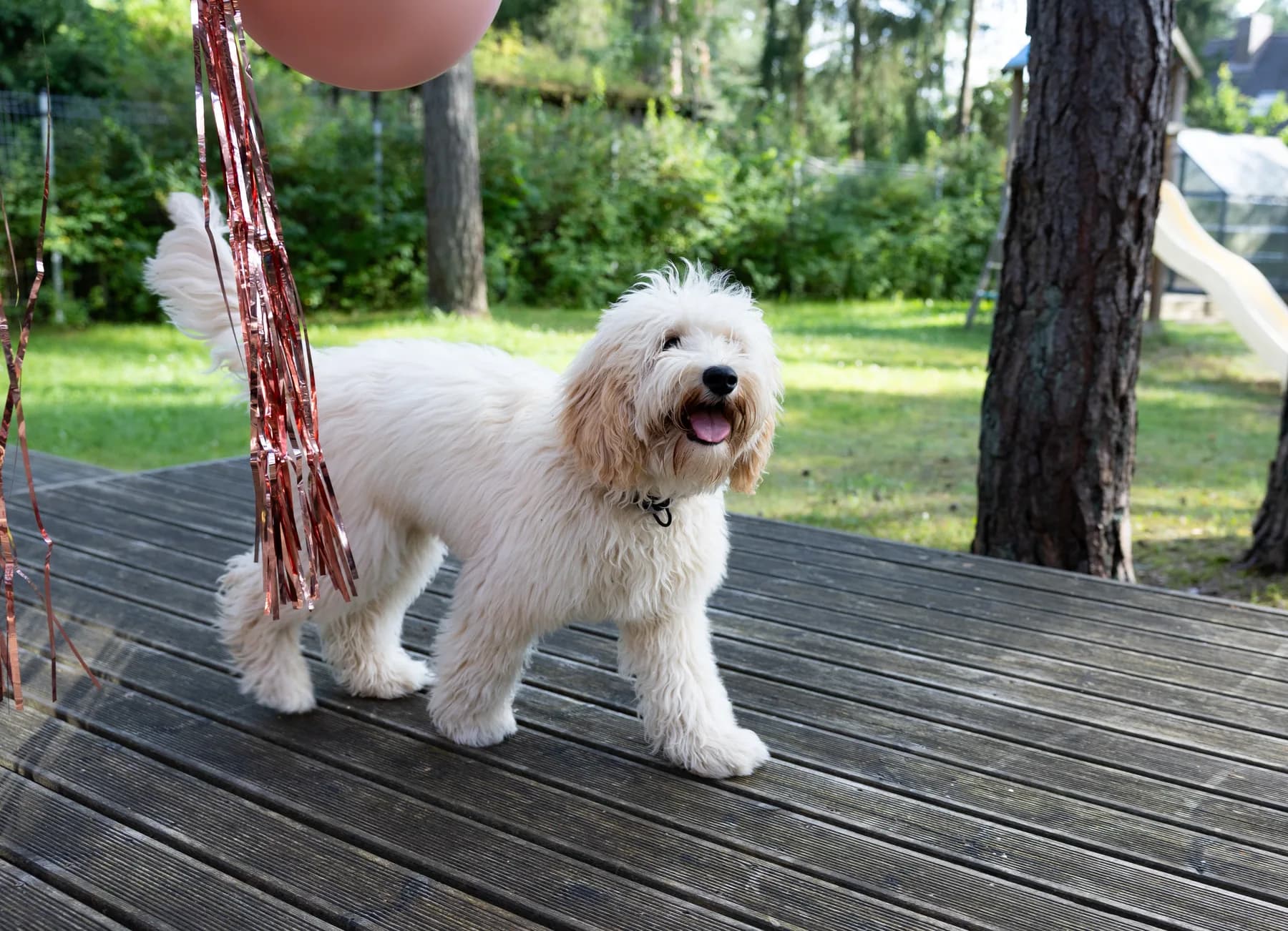 Sadu, australská labradoodle